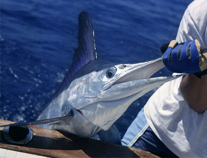 Picture of Deep Sea Fishing in The Gulf Of Mexico