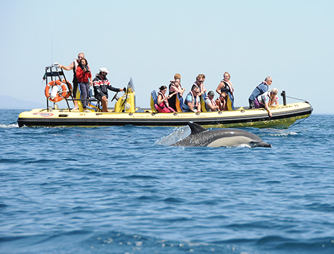 Picture of Dolphin Watching in the Algarve