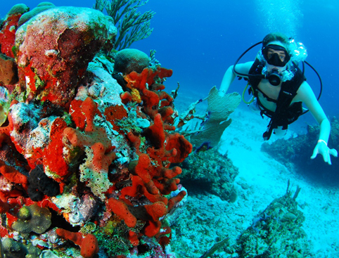 Picture of Scuba Diving in Cancun