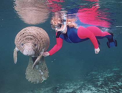 Picture of Swim With Manatees Florida