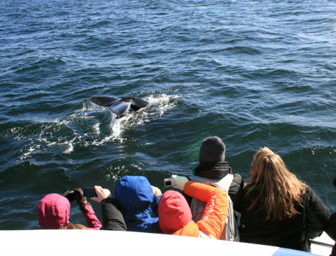 Picture of Whale Watching Tours - Iceland