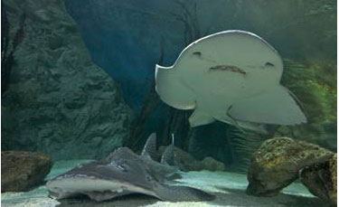 Sharks in Love at Blackpool SEA LIFE Centre