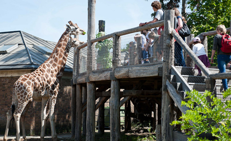 10 Reasons to visit London Zoo - AttractionTix Blog