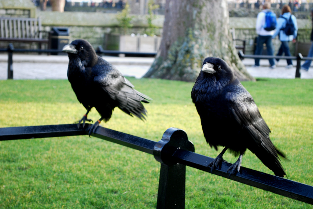 Six ravens. Ворон Тауэра. Тауэр вороны. Вороны в Тауэре в Лондоне. Шесть Воронов Лондонский Тауэр.