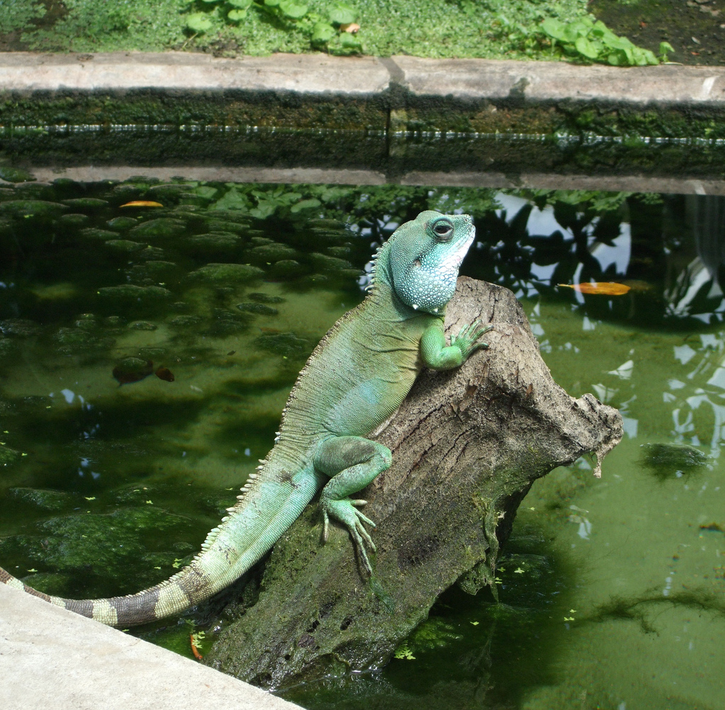 water dragon at Kew Gardens