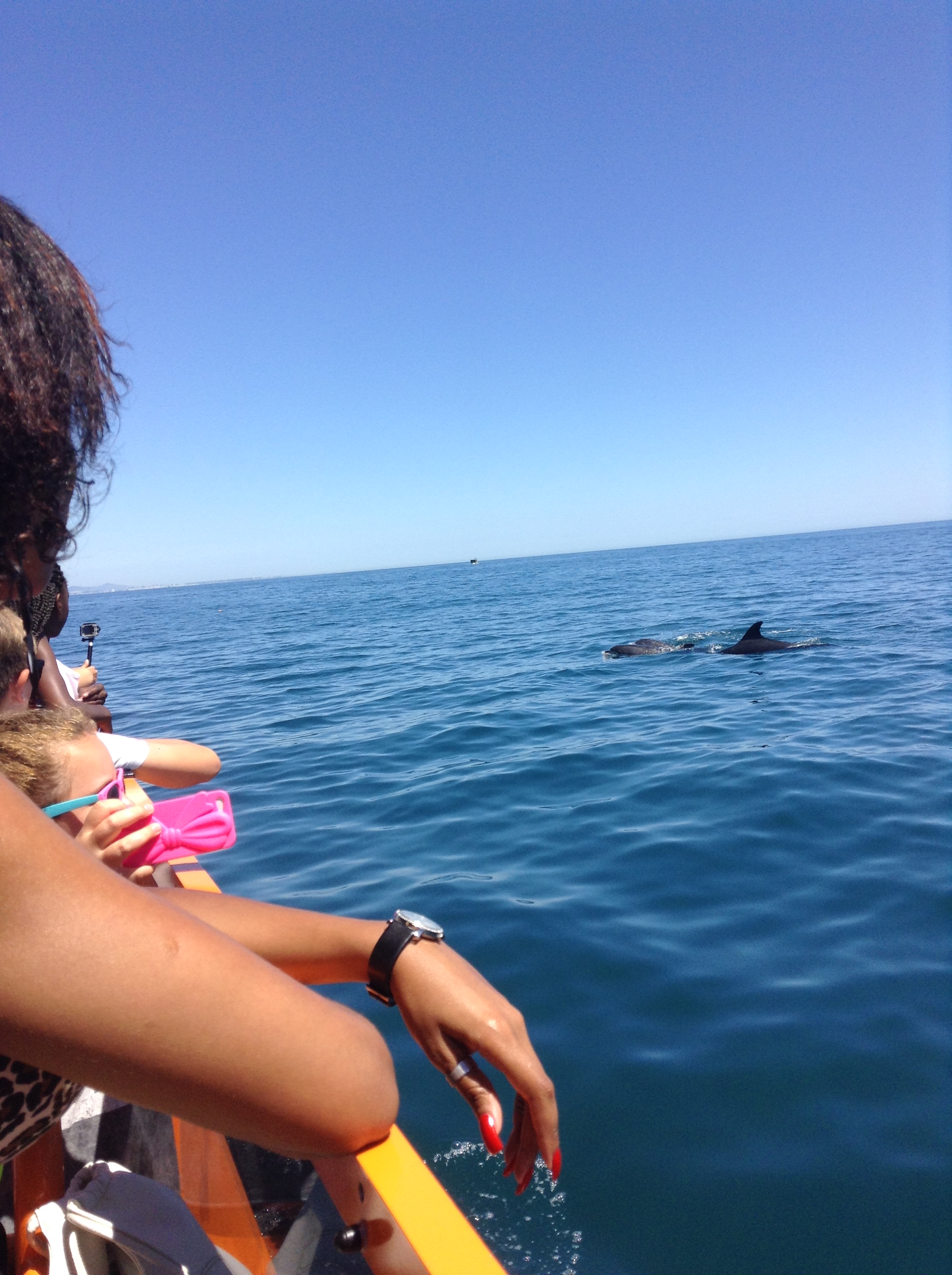 Wild dolphins in the Algarve