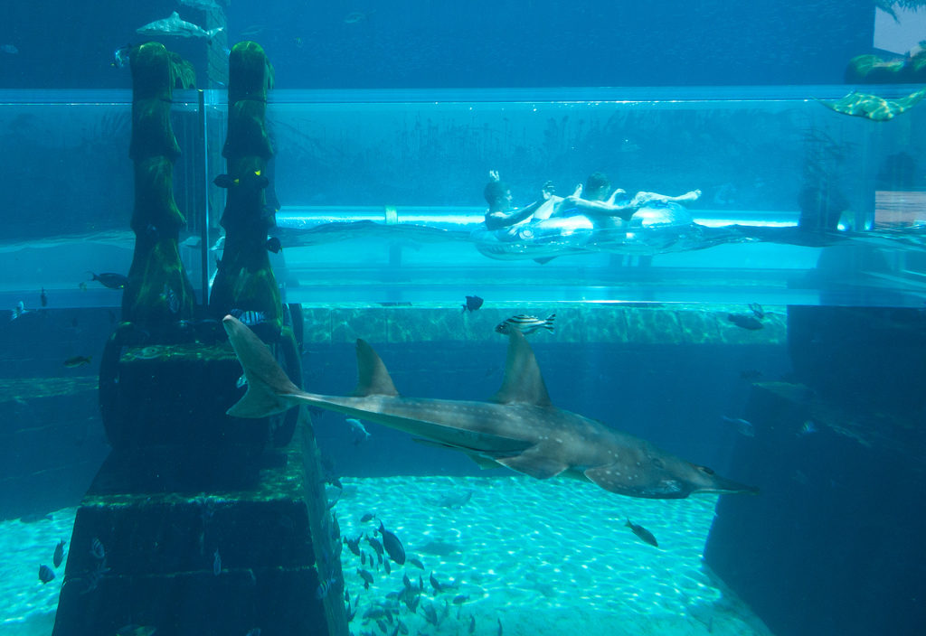 sharks at aquaventure