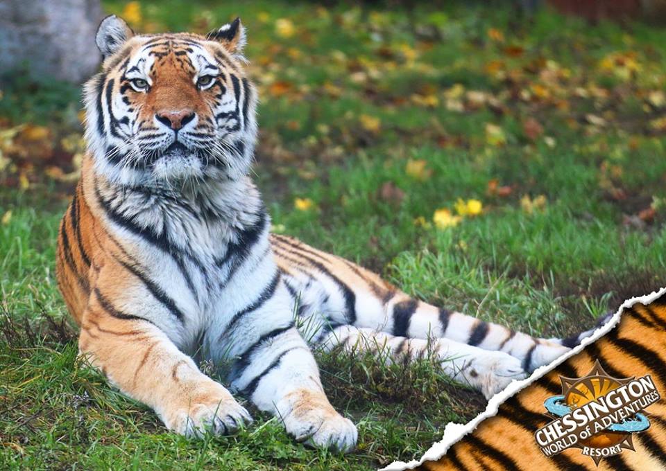 Chessington Tiger
