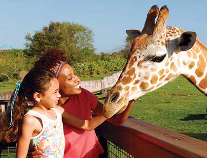 Serengeti Safari Tour - Mother and Daughter with Giraffe