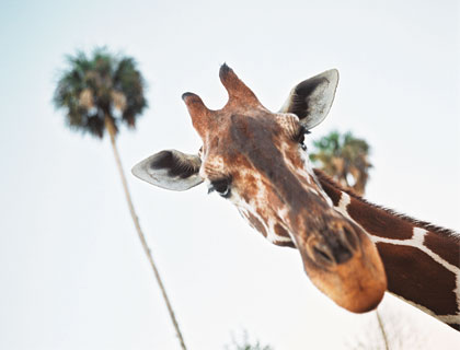 Serengeti Safari Tour - Giraffe