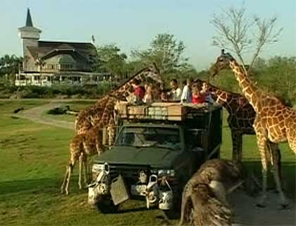 Serengeti Safari Tour