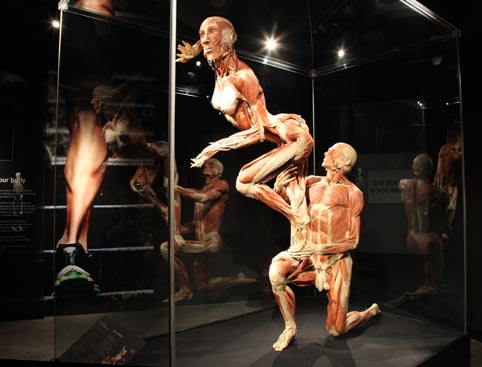 Body Worlds - Skip the Line Admission