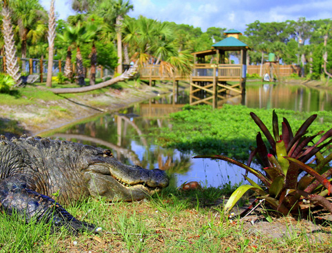 Wild Florida Everglades Airboat Tours & Wildlife Park