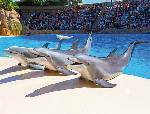 Loro Parque Tickets: Prices from £24 - AttractionTix