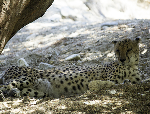Living Desert Zoo - Leopard