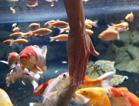 Fish at Paris Aquarium