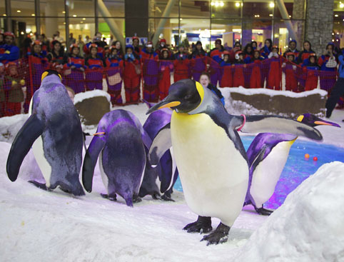Ski Dubai Penguin Encounter