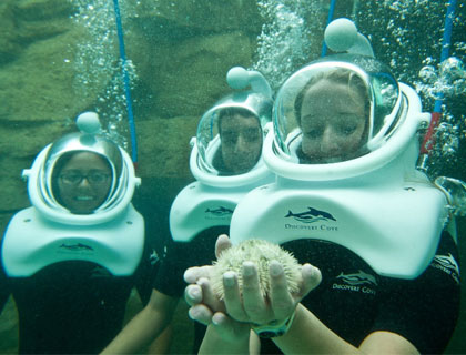 SeaVenture at Discovery Cove- Girl Handling Unique Underwater Animal