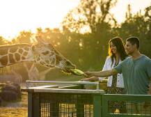 Busch Gardens Tampa Serengeti Safari Tour