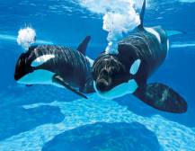 SeaWorld Orlando Killer Whale Up-Close Tour