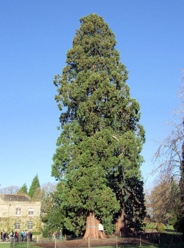 Biggest living christmas tree