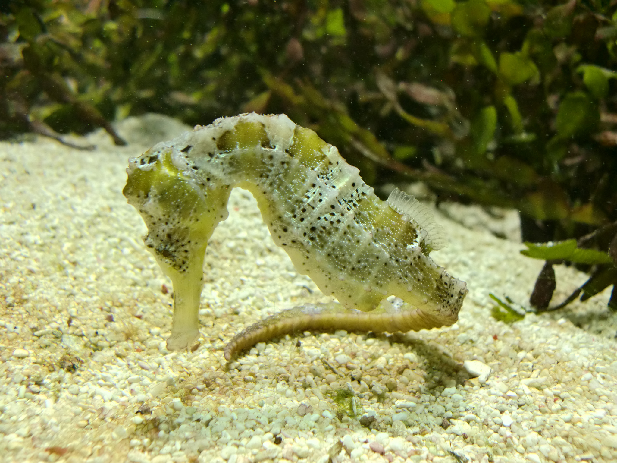 Seahorse at Kew Marine Aquarium