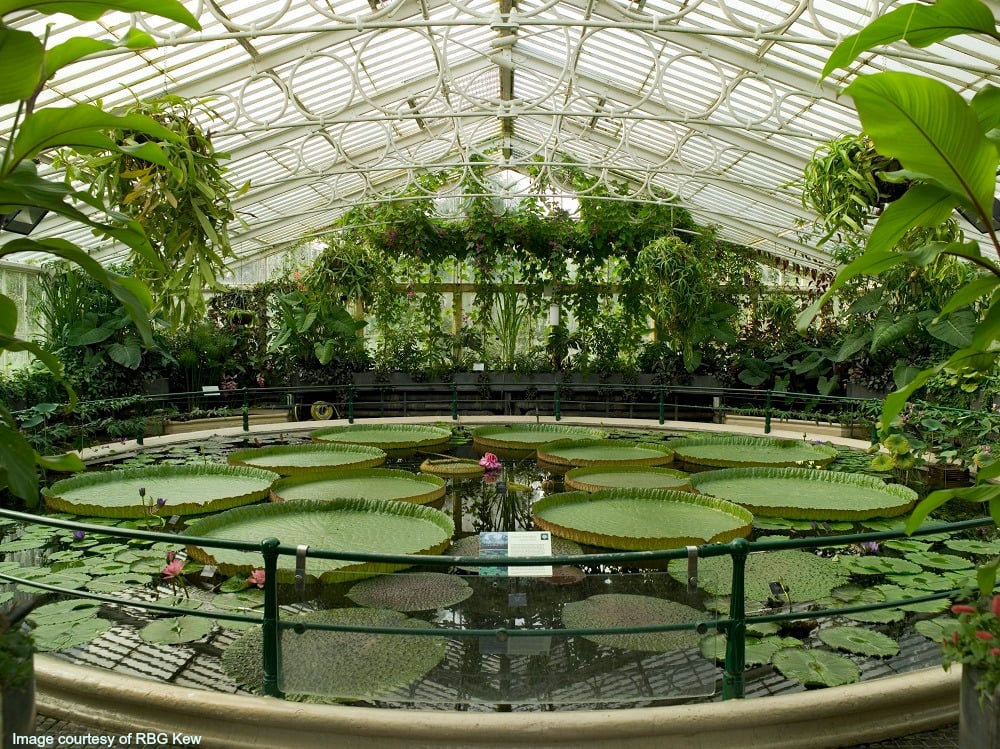 giant waterlilies at Kew Gardens