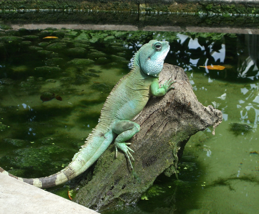 water dragon at Kew Gardens