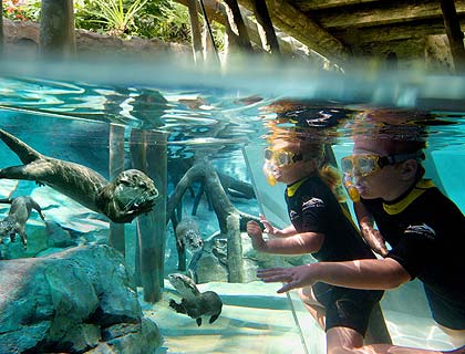 Discovery Cove, Orlando, Florida