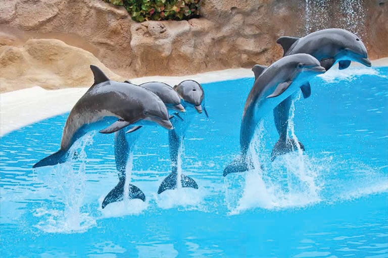swim with dolphins