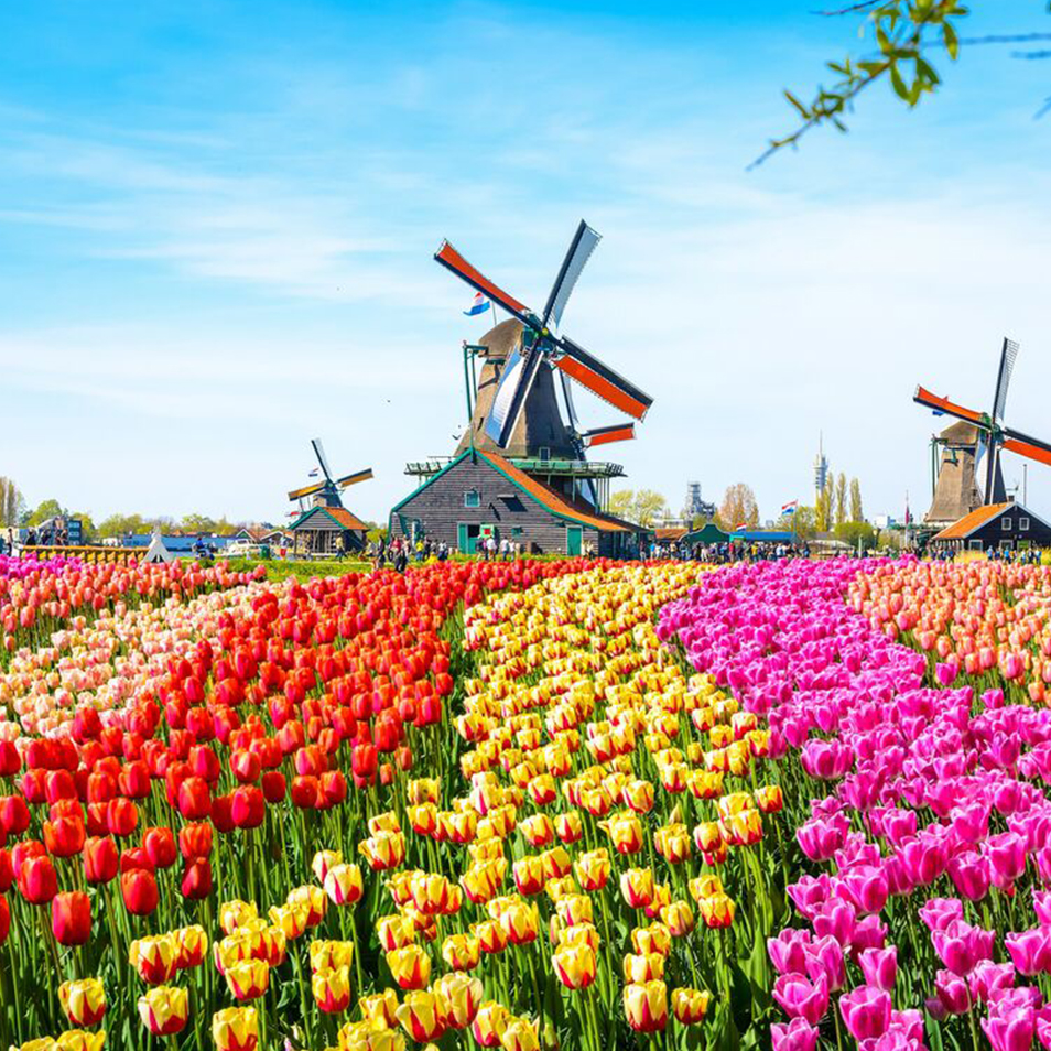 Zaanse Schans Bus Excursion